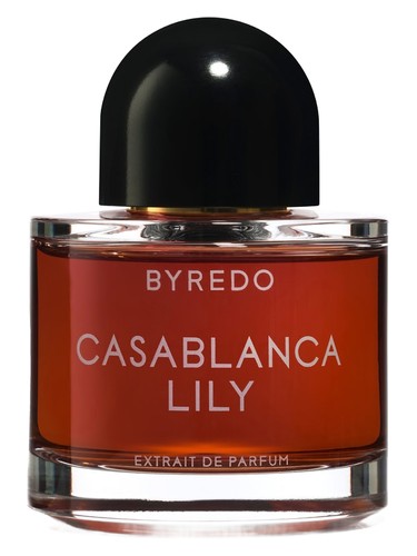 Casablanca Lily